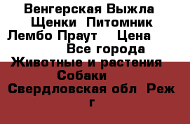 Венгерская Выжла. Щенки. Питомник Лембо Праут. › Цена ­ 35 000 - Все города Животные и растения » Собаки   . Свердловская обл.,Реж г.